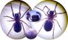 Coelotes terrestris